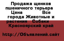 Продажа щенков пшеничного терьера › Цена ­ 30 000 - Все города Животные и растения » Собаки   . Красноярский край